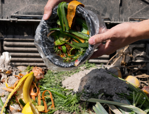 The truth behind food waste in the EU